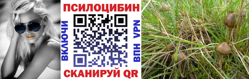 Купить  Зарайск  Галлюциногенные грибы Psilocybine cubensis 